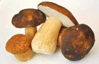 ChampignonS2_image_champignons_image_variationsautourdeschampignons3_mushroom-gc6274d1f8_1920[1][1].jpg